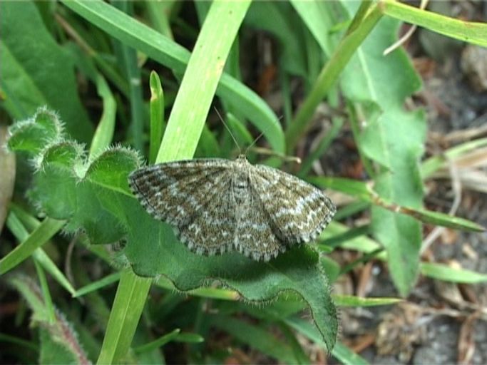 Marmorierter Kleinspanner ( Scopula immorata ) : Nettersheim/Urfttal, Eifel, 30.06.2006